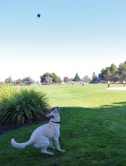 Lining up to catch the ball.